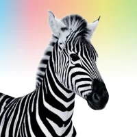 Investec Youth